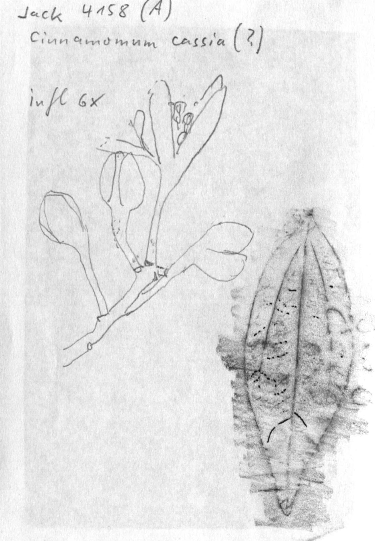 preview Cinnamomum cf. aromaticum Nees